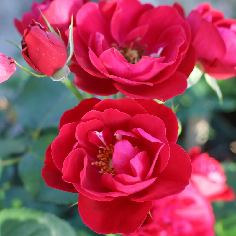 ★エントリーP10！12/4 20:00-12/11 1:59★ 【水谷農園】 バラ苗 2年大株苗 レッドピノキオ 中輪 4号鉢 ..