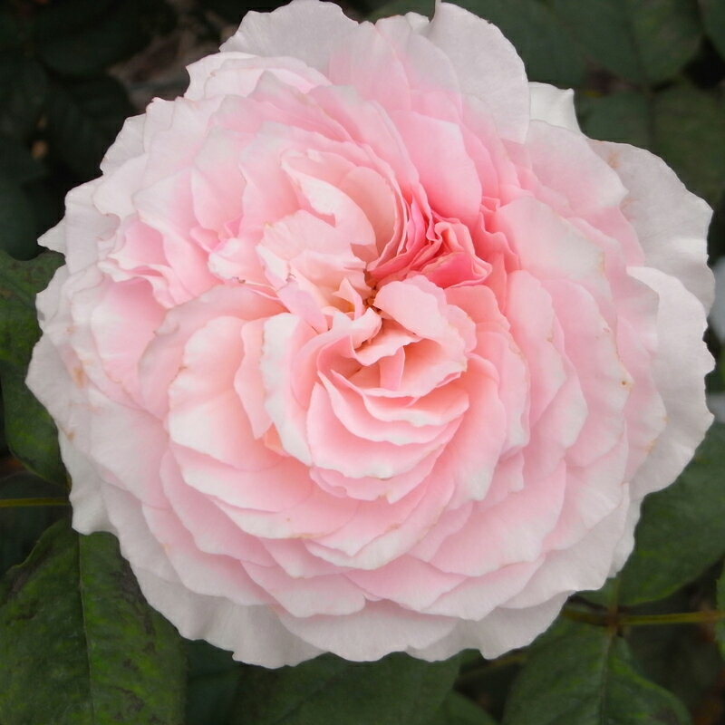 ★エントリーP10！12/4 20:00-12/11 1:59★ 【水谷農園】 バラ苗 2年大株苗 ガルテントラム 大輪 4号鉢 ..