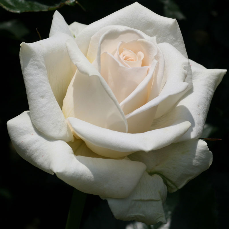 ★エントリーP10！12/4 20:00-12/11 1:59★ 【水谷農園】 バラ苗 2年大株苗 ミスティクリーム 大輪 4号鉢..