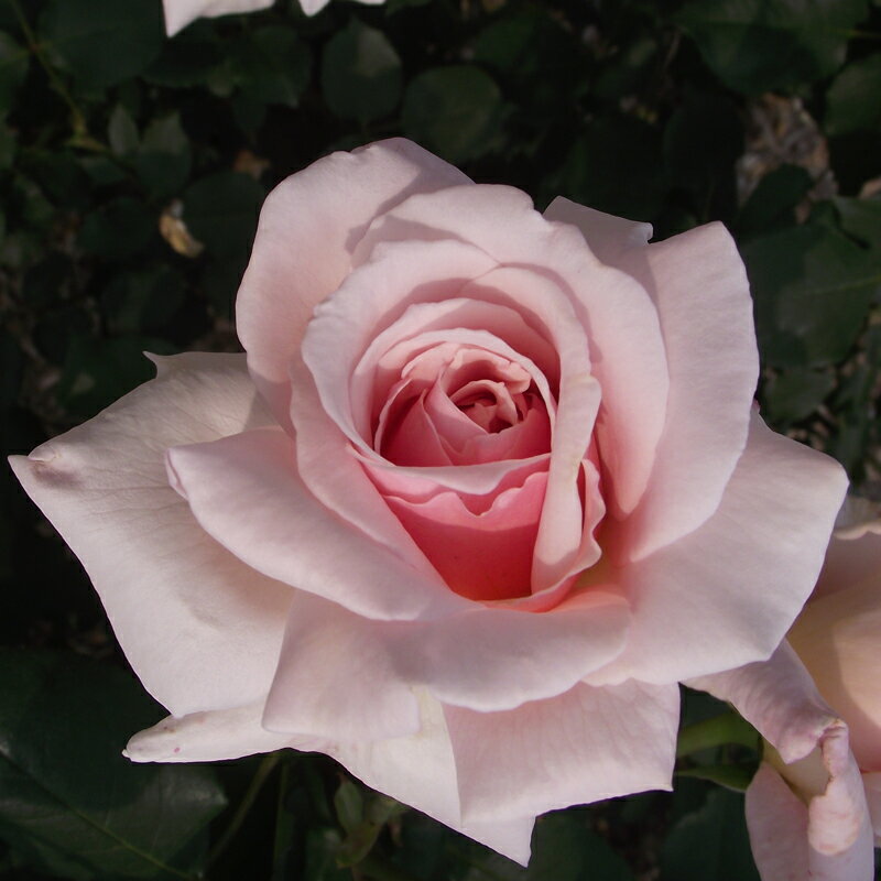 ★エントリーP10！12/4 20:00-12/11 1:59★ 【水谷農園】 バラ苗 2年大株苗 オフェリア 大輪 4号鉢 剣弁..