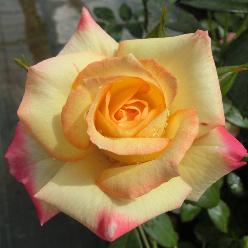 ★エントリーP10！12/4 20:00-12/11 1:59★ 【水谷農園】 バラ苗 2年大株苗 チャールストン 中輪 4号鉢 ..