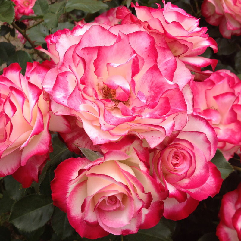 ★エントリーP10！12/4 20:00-12/11 1:59★ 【水谷農園】 バラ苗 2年大株苗 ジュビレデュプリンスドゥモ..