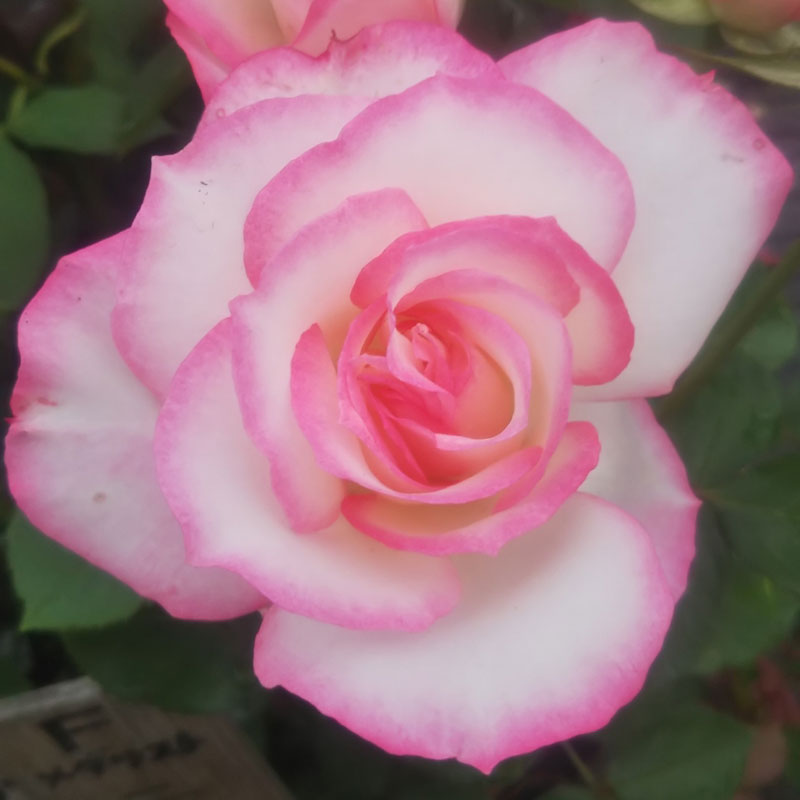 ★エントリーP10！12/4 20:00-12/11 1:59★ 【水谷農園】 バラ苗 2年大株苗 ニコル 中輪 4号鉢 丸弁高芯..