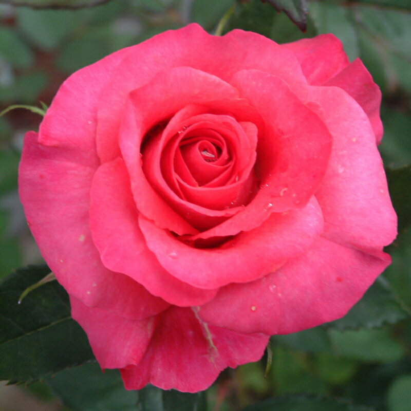 ★エントリーP10！12/4 20:00-12/11 1:59★ 【水谷農園】 バラ苗 2年大株苗 ピンクシャイン 大輪 4号鉢 ..