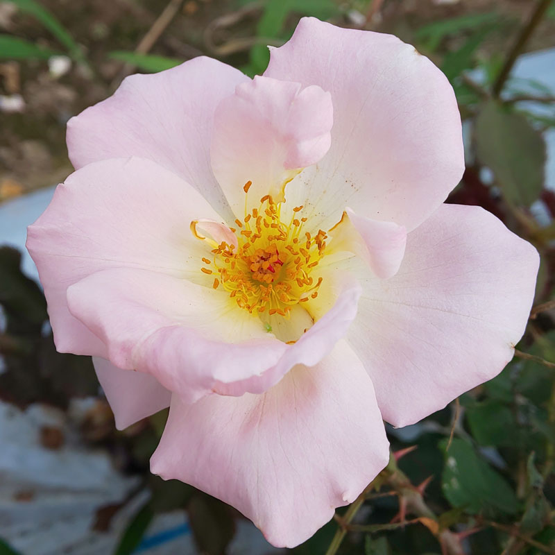 ★エントリーP10！12/4 20:00-12/11 1:59★ 【水谷農園】 バラ苗 2年大株苗 コルネリスヴレイスウェイク ..