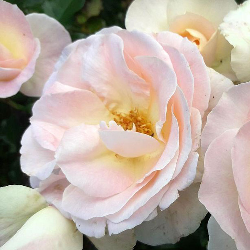 ★エントリーP10！12/4 20:00-12/11 1:59★ 【水谷農園】 バラ苗 2年大株苗 プリンスアレクサンダー 大輪..