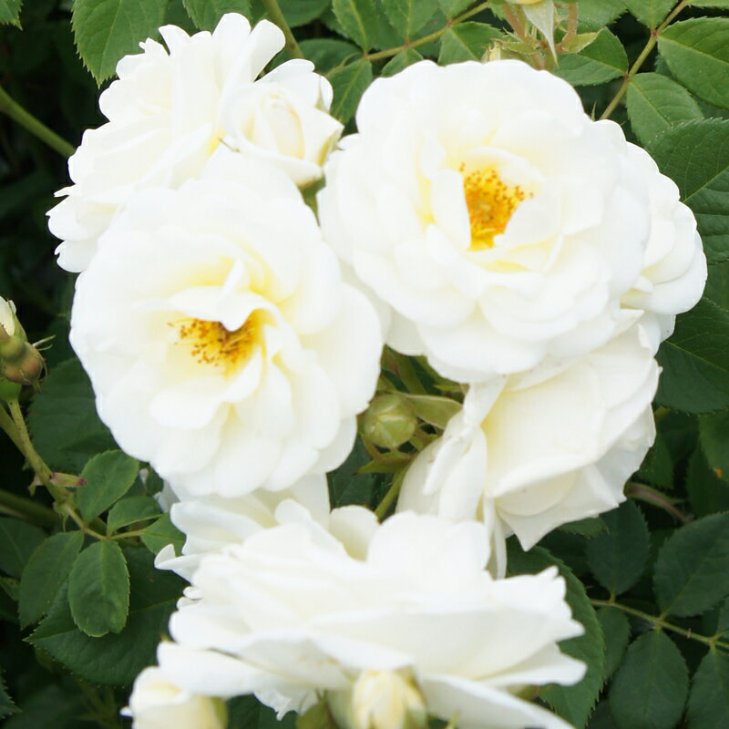 ★エントリーP10！12/4 20:00-12/11 1:59★ 【水谷農園】 バラ苗 2年大株苗 シャトードゥマンスバッハ つ..