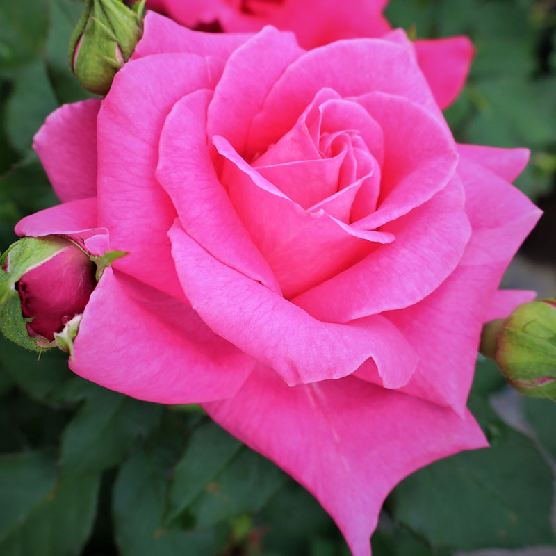 ★エントリーP10！12/4 20:00-12/11 1:59★ 【水谷農園】 バラ苗 2年大株苗 ブライダルレディ 中輪 4号鉢..