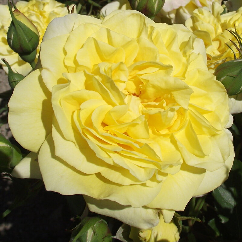 ڿë Х 2ǯ ƥ󥿡顼 Ĥ 4ȭ åȺ餭 鿴Ԥإ