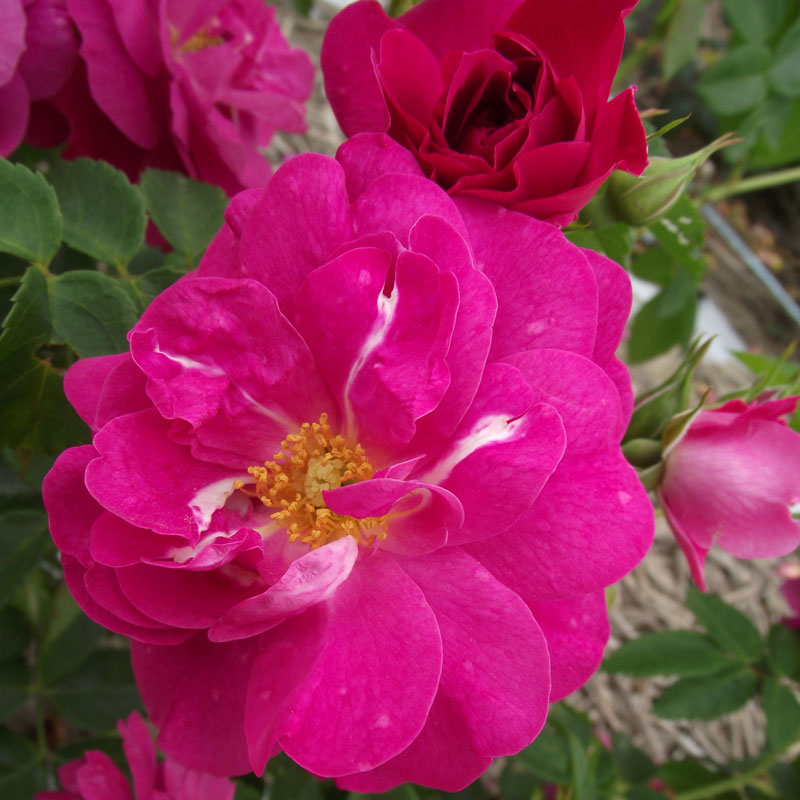 ★エントリーP10！12/4 20:00-12/11 1:59★ 【水谷農園】 バラ苗 2年大株苗 ヘンリーケルシー つる 4号鉢..