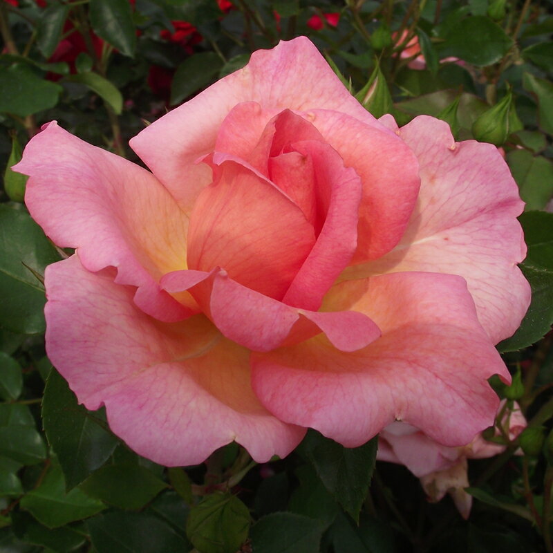 ★エントリーP10！12/4 20:00-12/11 1:59★ 【水谷農園】 バラ苗 2年大株苗 ウエストミンスター 大輪 4号..