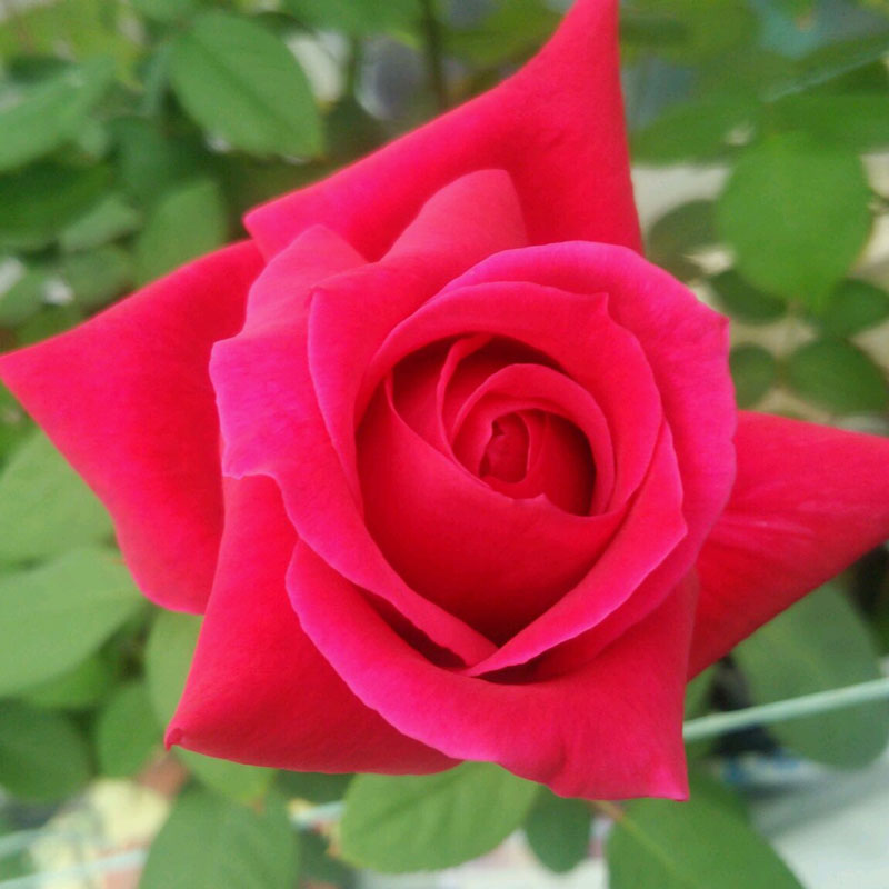 ★エントリーP10！12/4 20:00-12/11 1:59★ 【水谷農園】 バラ苗 2年大株苗 クリムソングローリー 大輪 4..