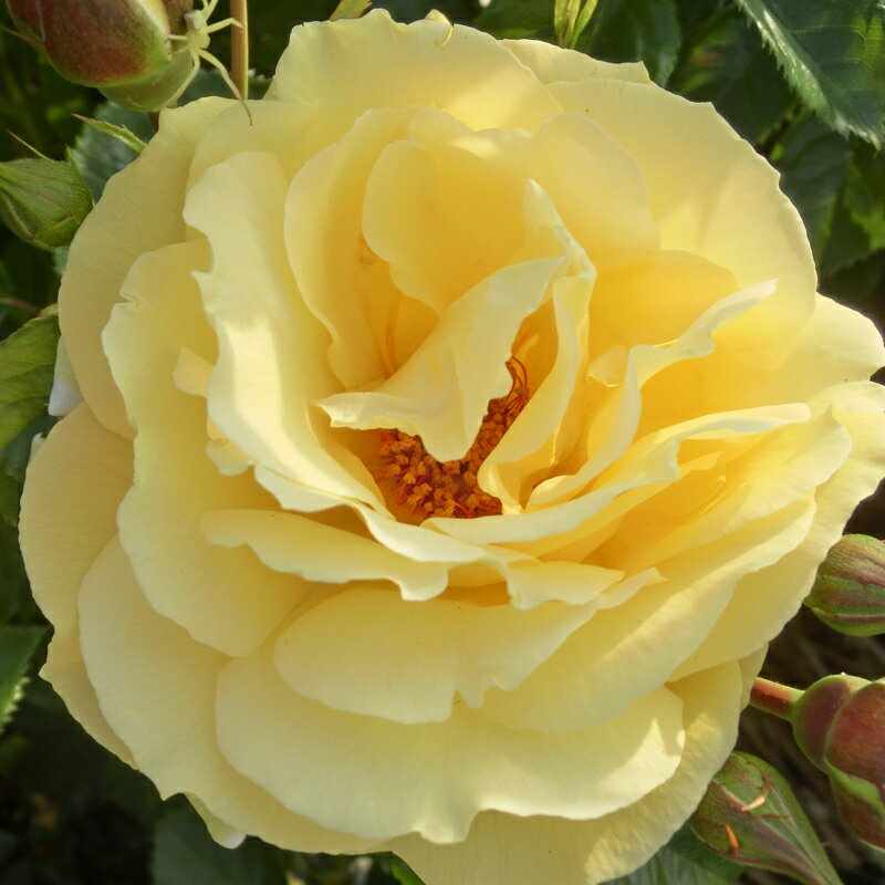 ★エントリーP10！12/4 20:00-12/11 1:59★ 【水谷農園】 バラ苗 2年大株苗 CLデュカット つる 4号鉢 丸..