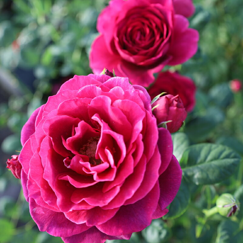 ★エントリーP10！12/4 20:00-12/11 1:59★ 【水谷農園】 バラ苗 2年大株苗 アストリットグレーフィンフ..