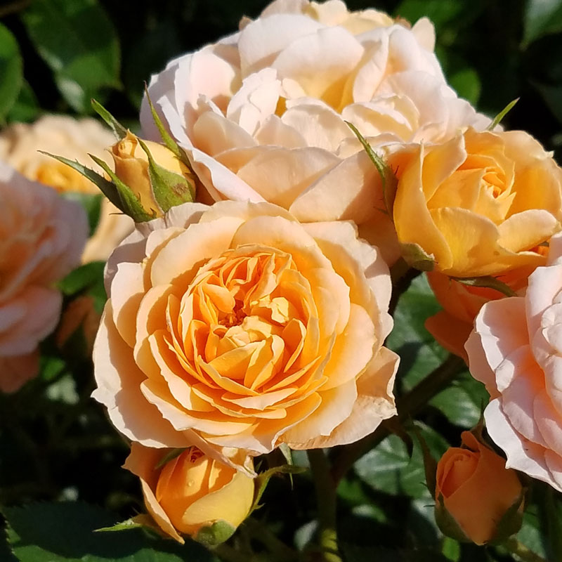 ★エントリーP10！12/4 20:00-12/11 1:59★ 【水谷農園】 バラ苗 2年大株苗 スイートドリーム つる 4号鉢..