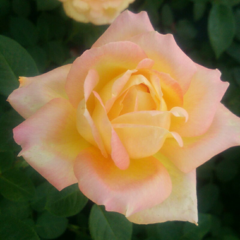 ★エントリーP10！12/4 20:00-12/11 1:59★ 【水谷農園】 バラ苗 2年大株苗 ラブ＆ピース 大輪 4号鉢 半..