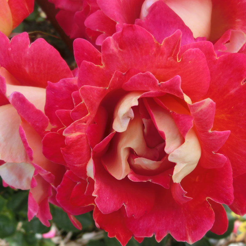 ★エントリーP10！12/4 20:00-12/11 1:59★ 【水谷農園】 バラ苗 2年大株苗 レッド＆イエロー つる 4号鉢..