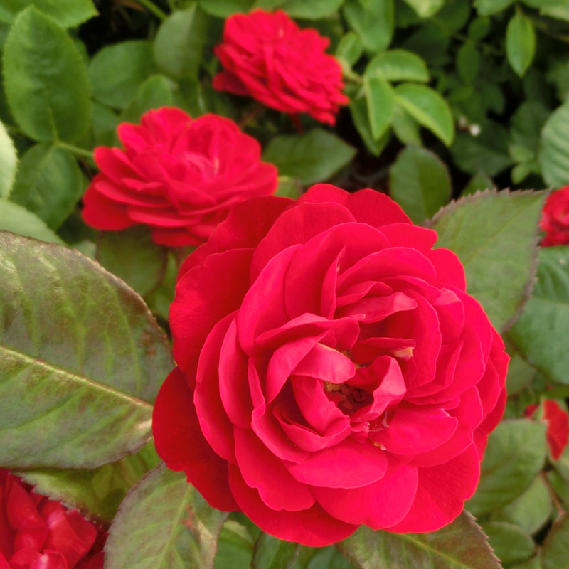 ★エントリーP10！12/4 20:00-12/11 1:59★ 【水谷農園】 バラ苗 2年大株苗 マリアンデール 中輪 4号鉢 ..