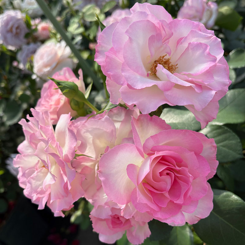 ★エントリーP10！12/4 20:00-12/11 1:59★ 【水谷農園】 バラ苗 2年大株苗 ストロベリーアイス 中輪 4号..