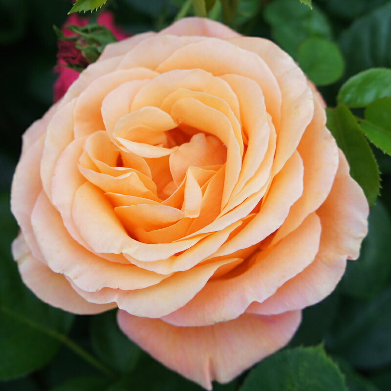 ★エントリーP10！12/4 20:00-12/11 1:59★ 【水谷農園】 バラ苗 2年大株苗 イビザ 大輪 4号鉢 剣弁高芯..