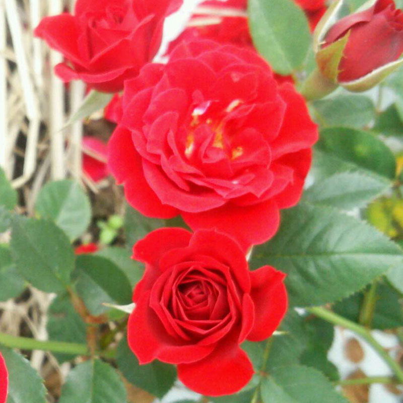 ★エントリーP10！12/4 20:00-12/11 1:59★ 【水谷農園】 バラ苗 2年大株苗 バレンタインデー つる 4号鉢..