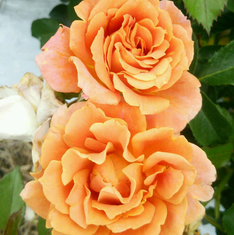 【水谷農園】 バラ苗 2年大株苗 パンプキンパッチ 中輪 4号鉢 剣弁咲き