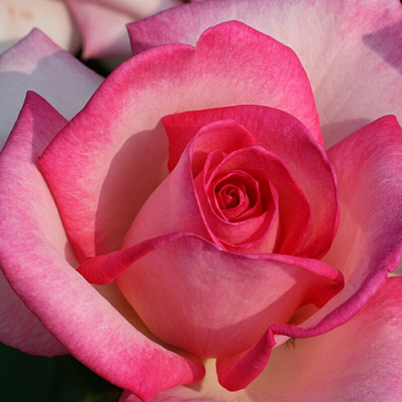 ★エントリーP10！12/4 20:00-12/11 1:59★ 【水谷農園】 バラ苗 2年大株苗 聖火 大輪 4号鉢 半剣弁高芯..