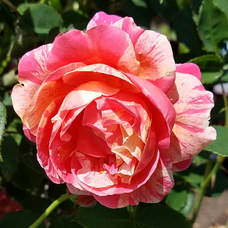 ★エントリーP10！12/4 20:00-12/11 1:59★ 【水谷農園】 バラ苗 2年大株苗 ゴッデスオブラブ つる 4号鉢..