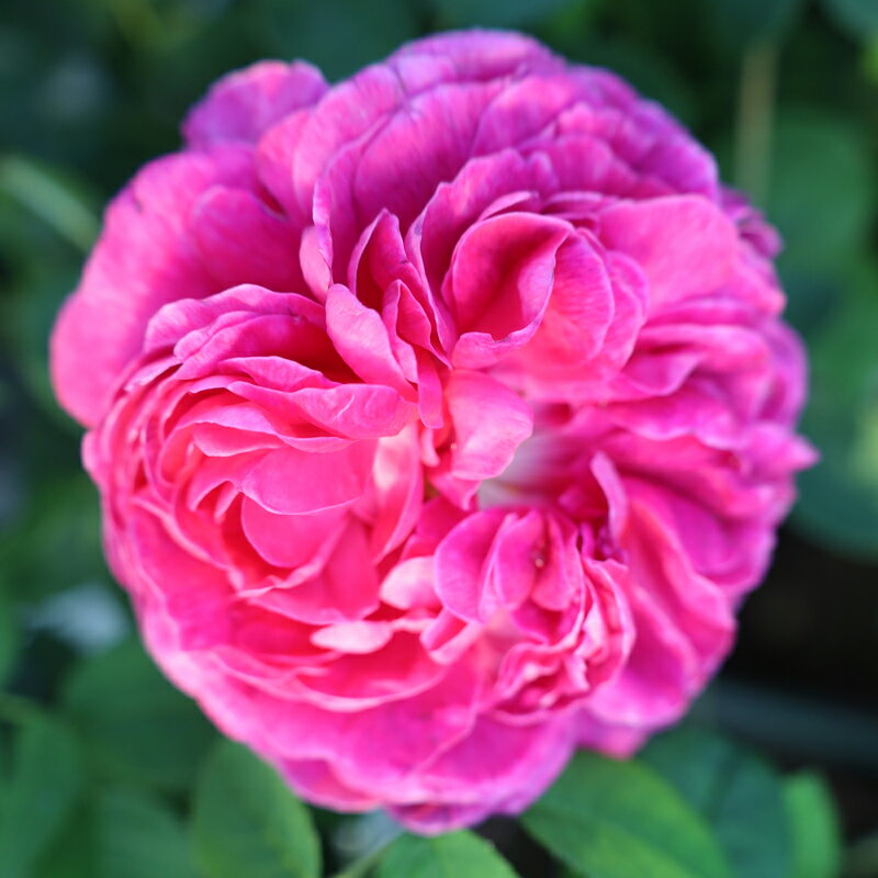 ★エントリーP10！12/4 20:00-12/11 1:59★ 【水谷農園】 バラ苗 2年大株苗 シャルルドミル オールドロー..