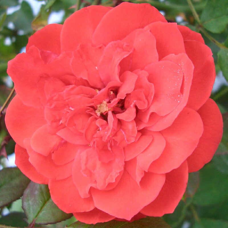 ★エントリーP10！12/4 20:00-12/11 1:59★ 【水谷農園】 バラ苗 2年大株苗 シャローム つる 4号鉢 丸弁..