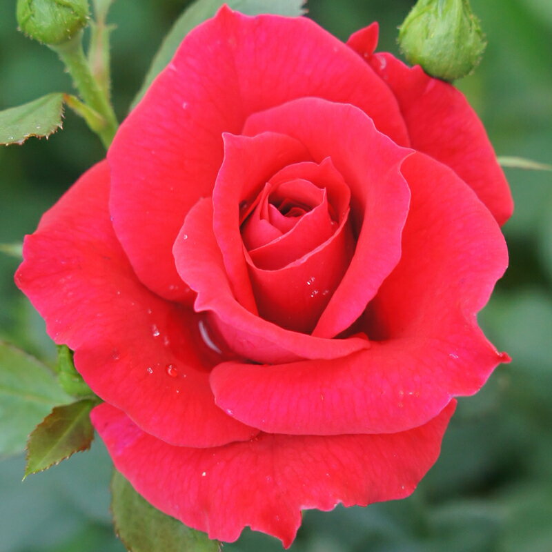 ★エントリーP10！12/4 20:00-12/11 1:59★ 【水谷農園】 バラ苗 2年大株苗 ニュードーンルージュ つる 4..