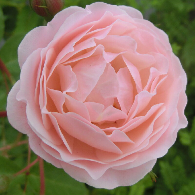 ★エントリーP10！12/4 20:00-12/11 1:59★ 【水谷農園】 バラ苗 2年大株苗 ニュードリームス つる 4号鉢..