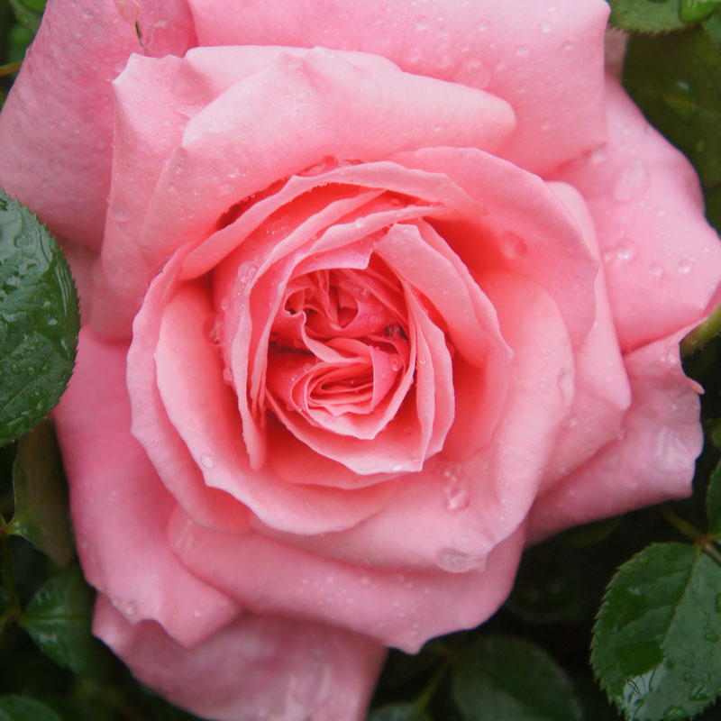 ★エントリーP10！12/4 20:00-12/11 1:59★ 【水谷農園】 バラ苗 2年大株苗 マガリ 中輪 4号鉢 丸弁高芯..