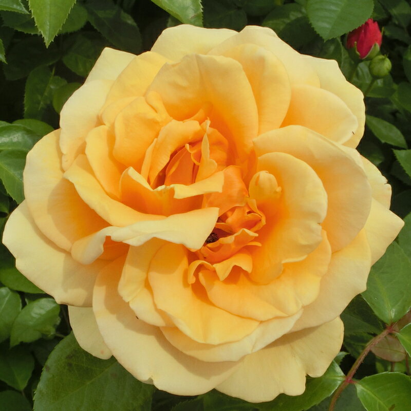 ★エントリーP10！12/4 20:00-12/11 1:59★ 【水谷農園】 バラ苗 2年大株苗 デラバルフォア つる 4号鉢 ..