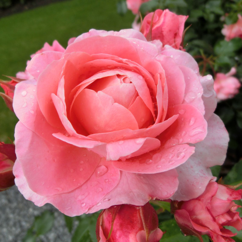 ★エントリーP10！12/4 20:00-12/11 1:59★ 【水谷農園】 バラ苗 2年大株苗 ピンクパンサー 大輪 4号鉢 ..