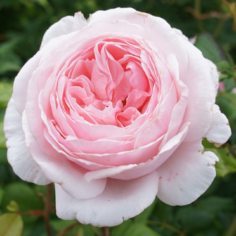 ★エントリーP10！12/4 20:00-12/11 1:59★ 【水谷農園】 バラ苗 2年大株苗 フィガロパナローサ つる 4号..