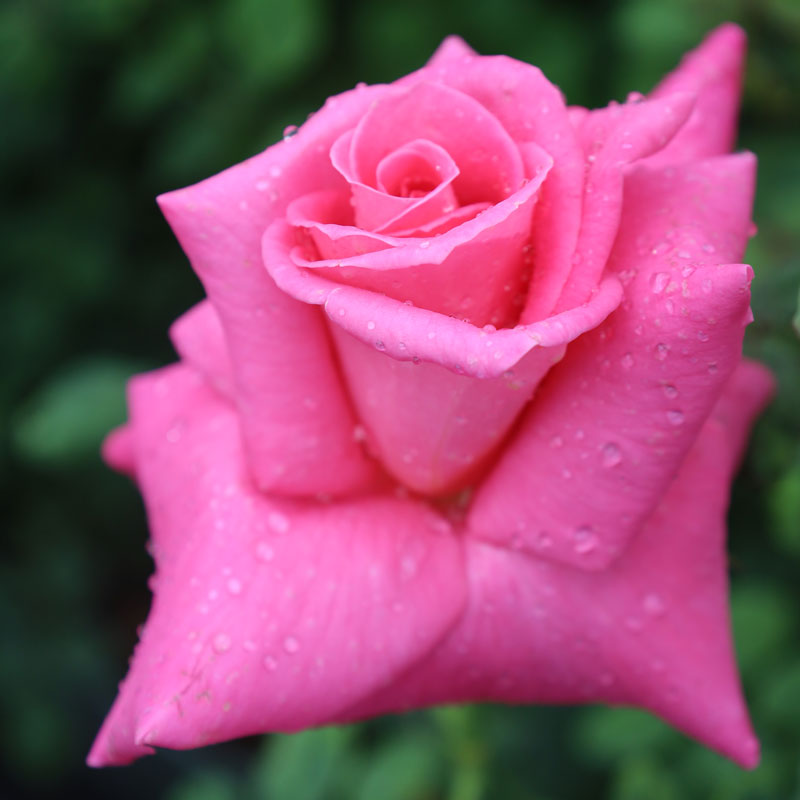 ★エントリーP10！12/4 20:00-12/11 1:59★ 【水谷農園】 バラ苗 2年大株苗 マリクコープマン 大輪 4号鉢..