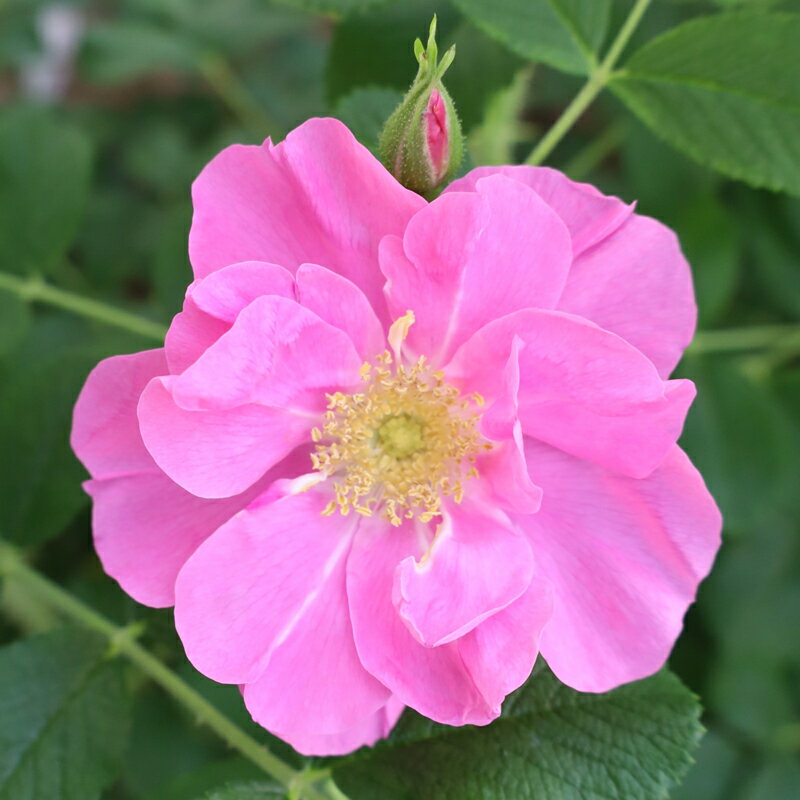 ★エントリーP10！12/4 20:00-12/11 1:59★ 【水谷農園】 バラ苗 2年大株苗 イエンスムンク オールドロー..