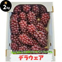 デラウェア 2kg 秀品 鳥取県産 13～15房 送料無料 デラウエア ギフト 贈答用 御中元 御歳暮 敬老の日 葡萄 ぶどう ブドウ プレゼント 御礼 御祝 御供 果物 くだもの フルーツ　　鳥取県産デラウェア約2kg