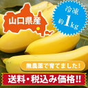製菓・バナナジュース用【冷凍ひかりバナナ】1kg 国産バナナ