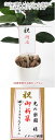 【光の楽園 フラワー&グリーンギフト】ギフト用 立札(立て札)※立札のみの販売はしておりません。当店商品購入時にお付けできます。