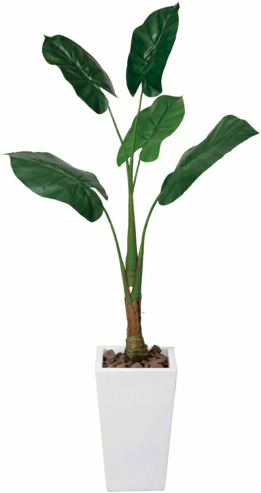 光触媒 観葉植物 光の楽園 くわず芋 高さ1.4m【インテリア リビング フロア 大型】