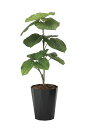 光触媒 光の楽園 フレッシュウンベラータ1.0m フェイクグリーン 人工観葉植物(2293K180)【ラッピング不可】