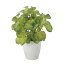 光触媒 光の楽園 バウヒニア【インテリア 人工観葉植物】(2446A60) 6,600円