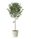 光触媒 光の楽園 レモンツリー1.35【インテリア フェイクグリーン 人工観葉植物】(2480A250)【ラッピング不可】