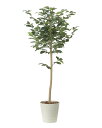 光触媒 光の楽園 レモンツリー1.6 インテリア フェイクグリーン 大型 人工観葉植物 (2481A350)(※ラッピング不可)