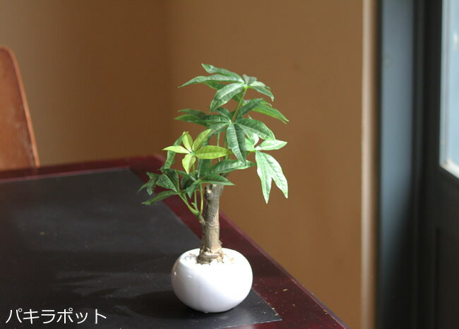 カポック 光触媒 観葉植物 光の楽園 ミニ観葉植物ポット 選べる2タイプ パキラ/シェフレラ【ラッピング不可】【インテリア　ミニグリーン 人工観葉植物】