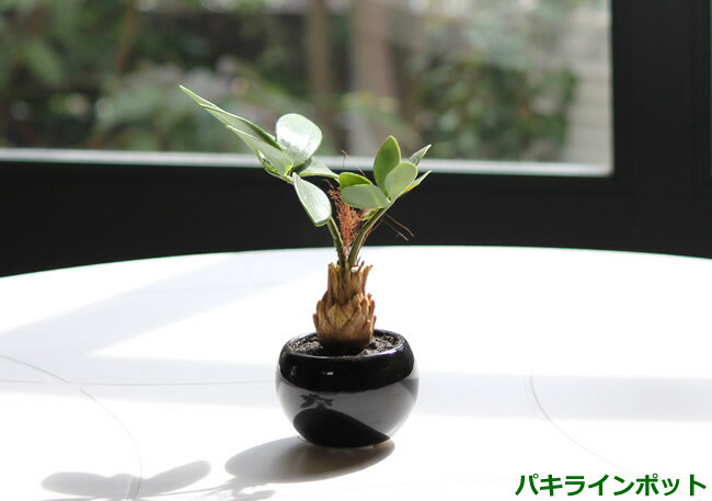 バキラ 光触媒 人工観葉植物光の楽園 ミニグリーン インポット 選べる3タイプ パキラ/カクタス/ミックス【ラッピング不可】観葉植物 造花 インテリア