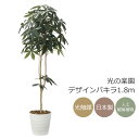 光触媒 光の楽園 デザインパキラ1.8m インテリア フェイクグリーン 大型 人工観葉植物 (2009P310)(※ラッピング不可)
