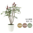 光触媒 光の楽園 南天70 フェイクグリーン 人工観葉植物(2012K80)【ラッピング不可】